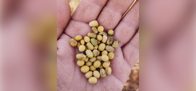AGRICULTURA: Qualidade de colheita da soja no Pós Estiagem