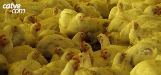 AGRICULTURA: Região Oeste do Paraná é destaque na exportação de frango em 2023.