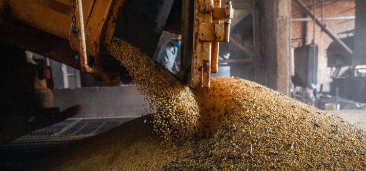AGRICULTURA: Safra de grãos deve chegar a 271,3 milhões de toneladas, estima Conab.