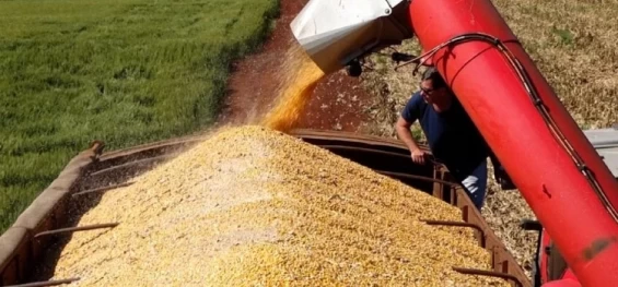 AGRICULTURA: Safra de grãos no Brasil deve ter um aumento de 17%.