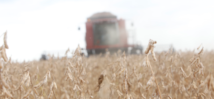 AGRICULTURA: Segundo maior produtor de soja, Paraná responde por 14% da safra brasileira.