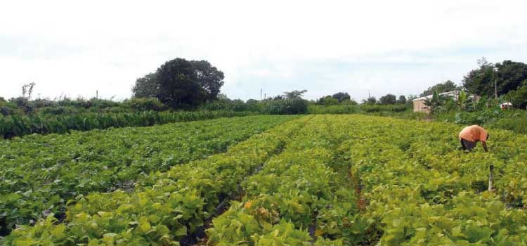 AGRICULTURA: Seguro rural registra 217 mil apólices contratadas em 2021.