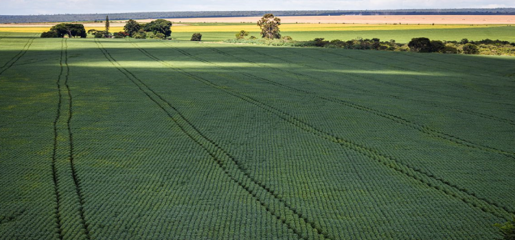 AGRICULTURA: Soja impulsiona em 20,6% a produção de grãos na safra 2022/23.