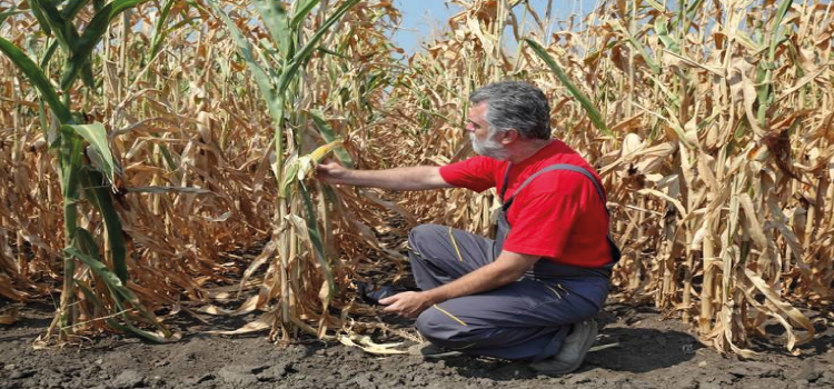 AGRO: Agricultores receberam R$ 3,6 bilhões em indenizações de seguro rural