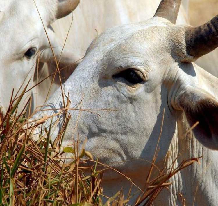 Brasil deve vacinar 161 milhões de bovinos e bubalinos contra aftosa.