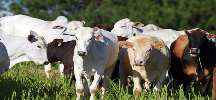 AGRO: Chancela como área livre de febre aftosa sem vacinação foi a marca da defesa agropecuária em 2021