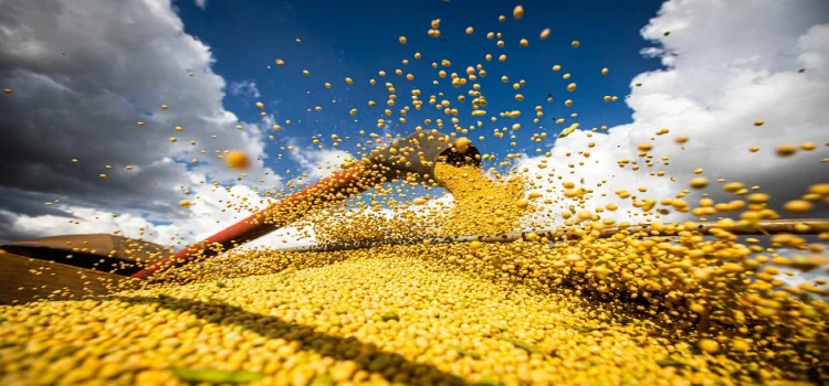 AGRO: Chineses compram 10,9% a mais de soja brasileira neste agosto, na comparação com 2020