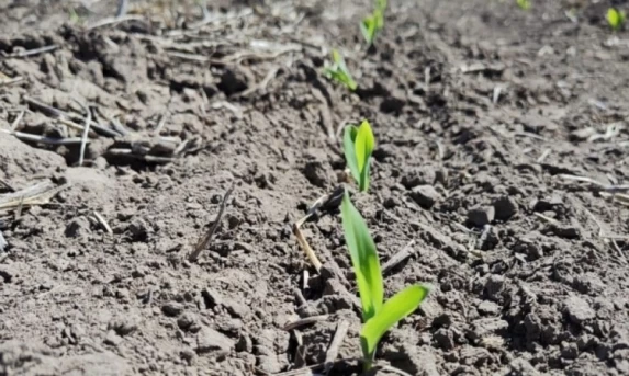 AGRO: Conab indica plantio da safrinha de milho em 5%, enquanto colheita de verão chega à 8,6%.