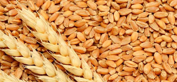 AGRO: Conab realizará novos leilões de trigo no dia 30/11.