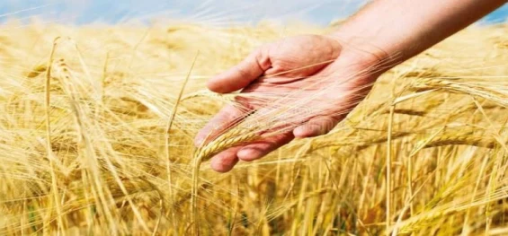 AGRO: Coopavel recepciona a maior safra de trigo de sua história.