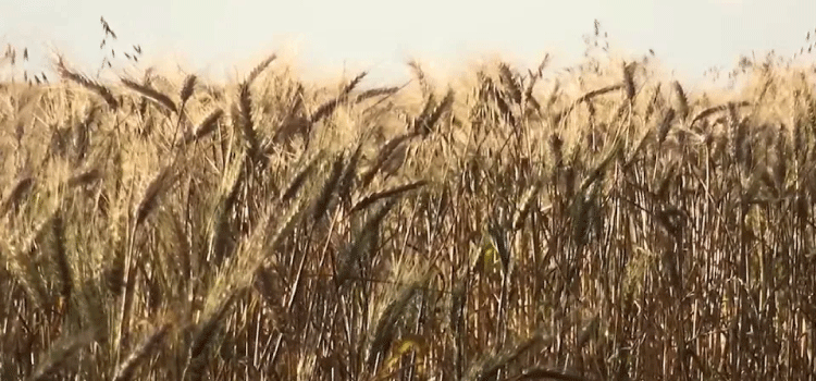 AGRO: Excesso de chuva provoca queda na produtividade e qualidade do trigo.