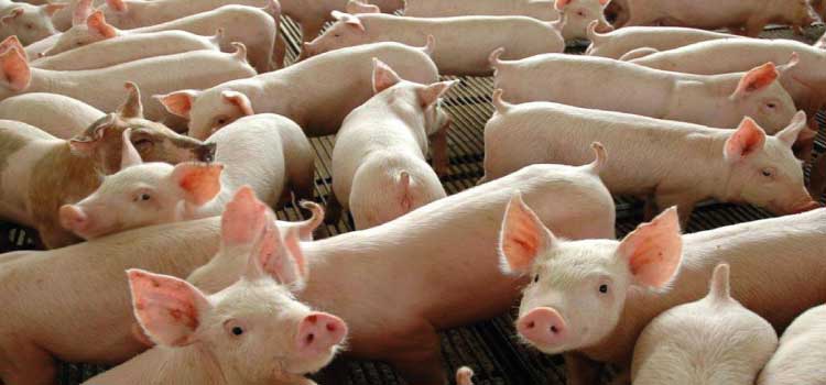 AGRO: Governo inicia segunda etapa de vacinação contra peste suína clássica.