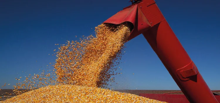 AGRO: Governo zera alíquotas de tributos na importação de milho