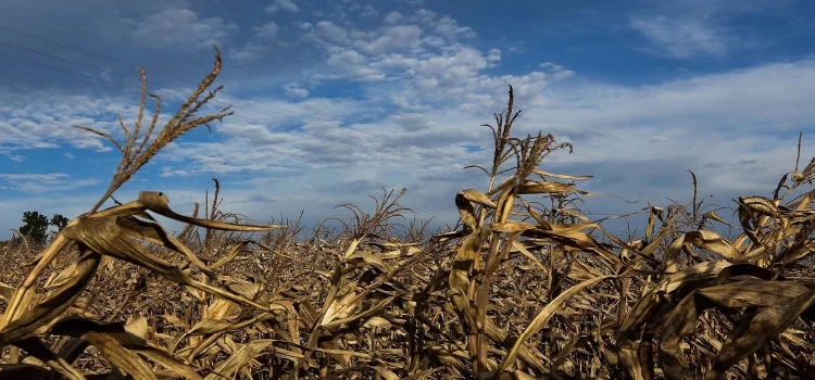 AGRO: IDR-Paraná alerta sobre impactos de La Niña no desempenho da safra 2021-2022