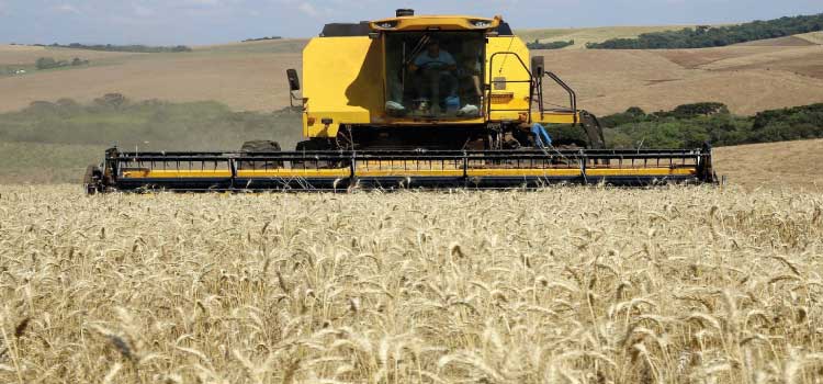 AGRO: Mesmo com dias chuvosos das últimas semanas, colheita do trigo avança no Paraná