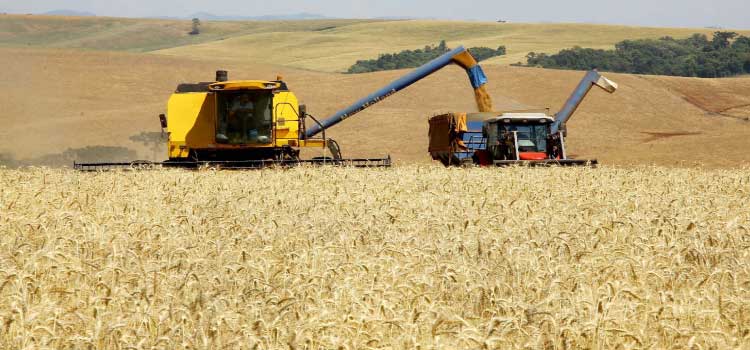 AGRO: No Paraná, trigo chega à reta final da colheita com preços em alta