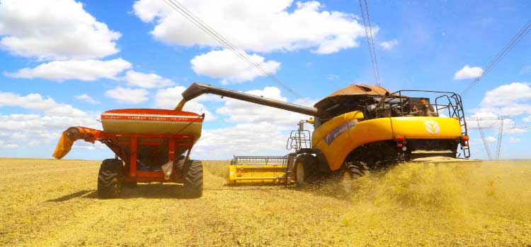 AGRO: Paraná deve produzir 25,37 milhões de toneladas de grãos na safra de verão