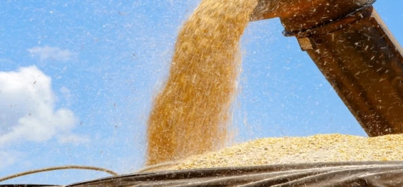 AGRO: Paraná pode superar a produção recorde de milho na segunda safra de 2023/24.