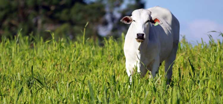AGRO: Pesquisa do IDR-Paraná desenvolve método para “identificação facial” de bovinos