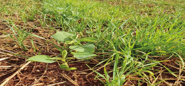 AGRO: Plantas voluntárias na Cultura da Soja