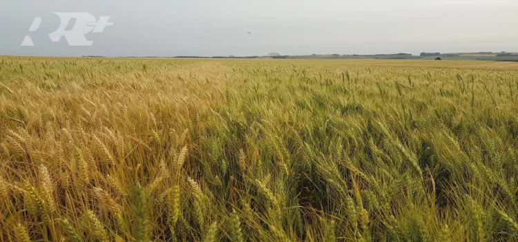 AGRO: Ponto de maturidade fisiológica e colheita da cultura do Trigo