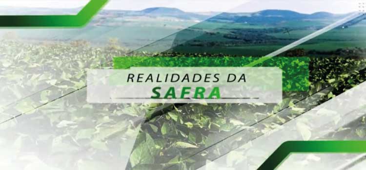 AGRO: Primeiras sojas colhidas em Marechal Cândido Rondon/PR produziram apenas 8 sc/ha e perda consolidada já é de 65%