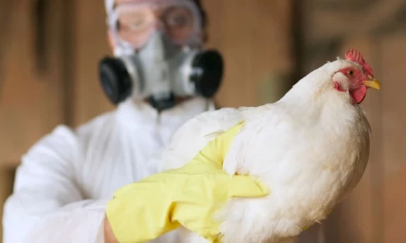 AGRO: Protocolos contra gripe aviária se estendem para eventos agropecuários.