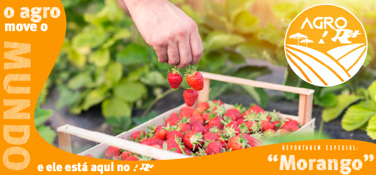 AGRO RRMAIS - Conheça mais sobre a produção de morangos em Guaraniaçu.