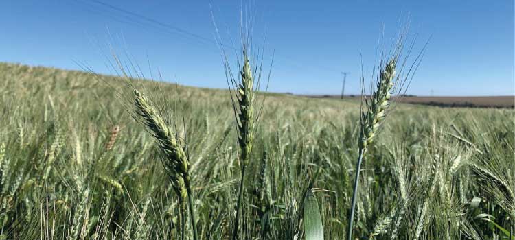 AGRO: Teste de produtividade mostra potencial de cultivares de trigo