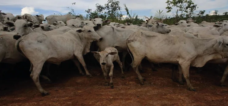 AGRO: 'Vaca louca' faz País suspender vendas de carnes à China