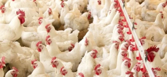 AGRONEGÓCIO: Produção de frango aumenta 4,7% no Paraná no segundo semestre.
