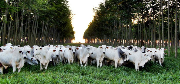 Agropecuária brasileira é reconhecida por sua sustentabilidade na Convenção-Quadro das Nações Unidas