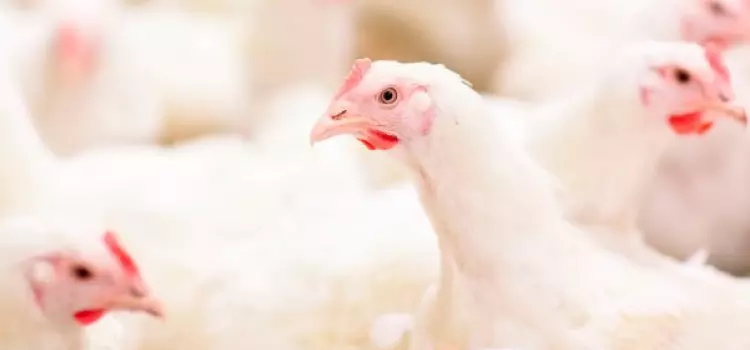 Alta do boi faz mercado interno alavancar crescimento da avicultura