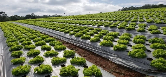 Alterações no clima impactam diretamente nas produções de hortifrutis.