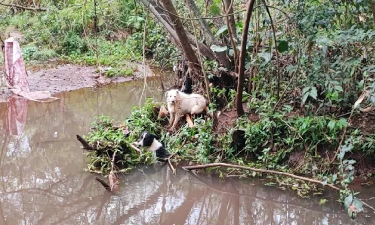Amizade animal: cão cai em riacho e outro 'ajuda' no resgate em Cascavel