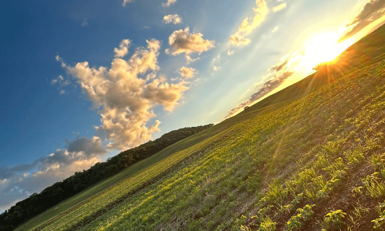 Área do Paraná tem plantio da soja finalizado