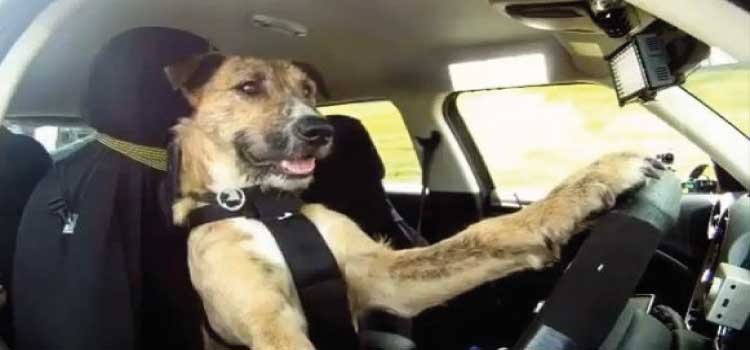 ASSIS CHATEAUBRIAND: Cão ‘desengata’ veículo, e carro anda desgovernado por Avenida