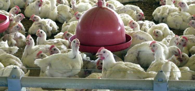 AVICULTURA: Brasil registra recorde no abate de frangos em 2021