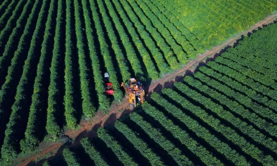 Boletim Agropecuário analisa estágio da safra do café e variação dos preços
