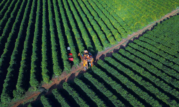 Boletim Agropecuário analisa estágio da safra do café e variação dos preços
