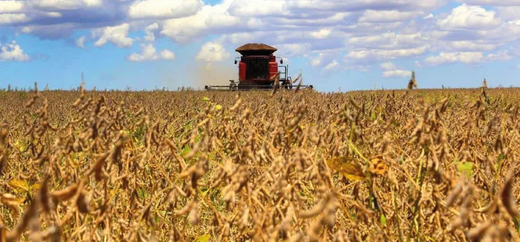 Boletim agropecuário relata a perca na qualidade da soja no Paraná