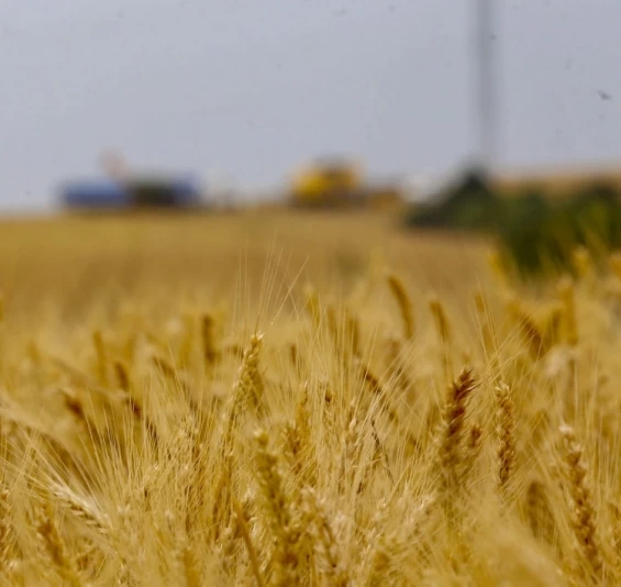 Boletim analisa alterações de preço do trigo no Paraná; colheita já alcançou 26%.