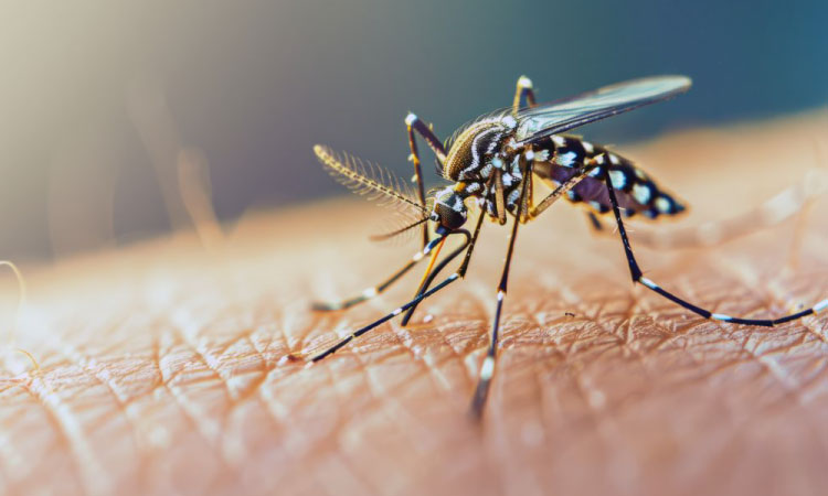 Boletim da Secretaria da Saúde confirma 2.313 novos casos de dengue no Paraná