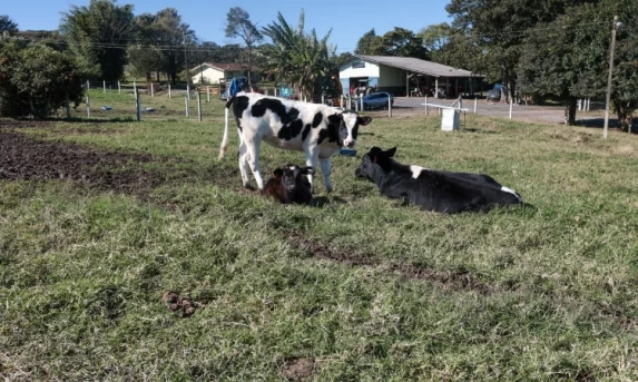 Boletim do Deral destaca avanço da bovinocultura e impacto das geadas nas lavouras