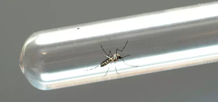 Boletim semanal da dengue confirma mais 873 casos no Estado