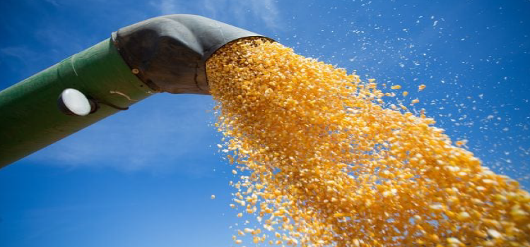 Brasil deve fechar ano com crescimento de 111% na exportação de milho.