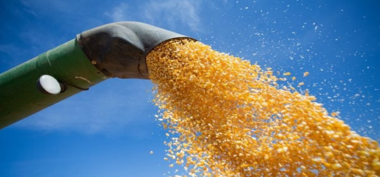 Brasil deve superar os Estados Unidos nas exportações de milho.