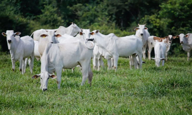 Brasil registra recorde no abate de bovinos, frangos e suínos