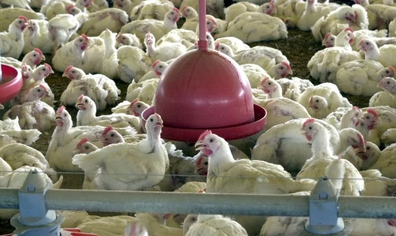 Brasil suspende exportações de carne de aves e seus produtos.