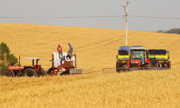 Campo Forte: Paraná se consolida como protagonista no crescimento da safra nacional